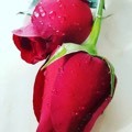 作者名称