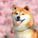 作者名称