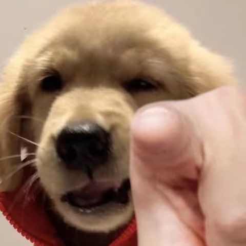 作者名称