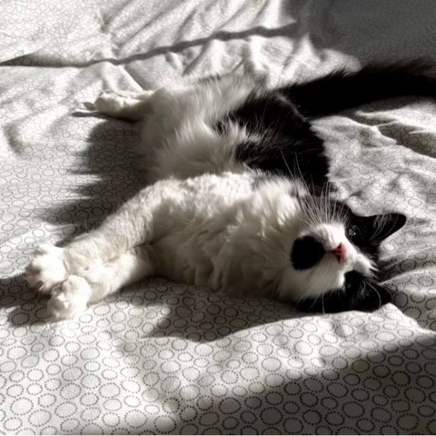 作者名称