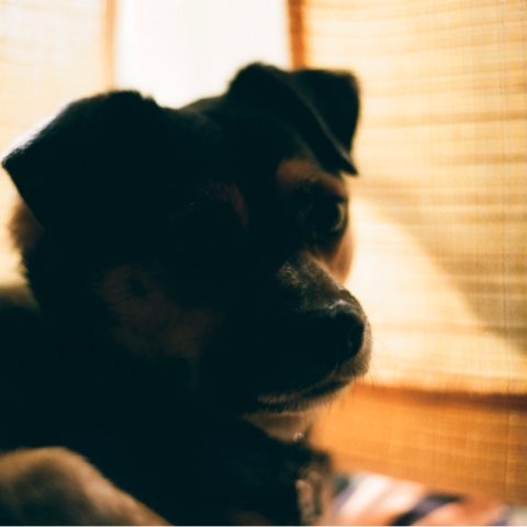 作者名称
