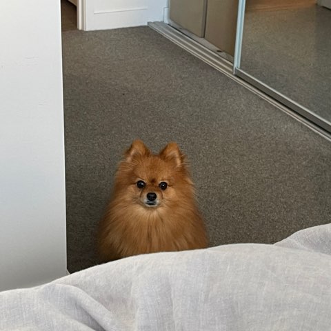 作者名称