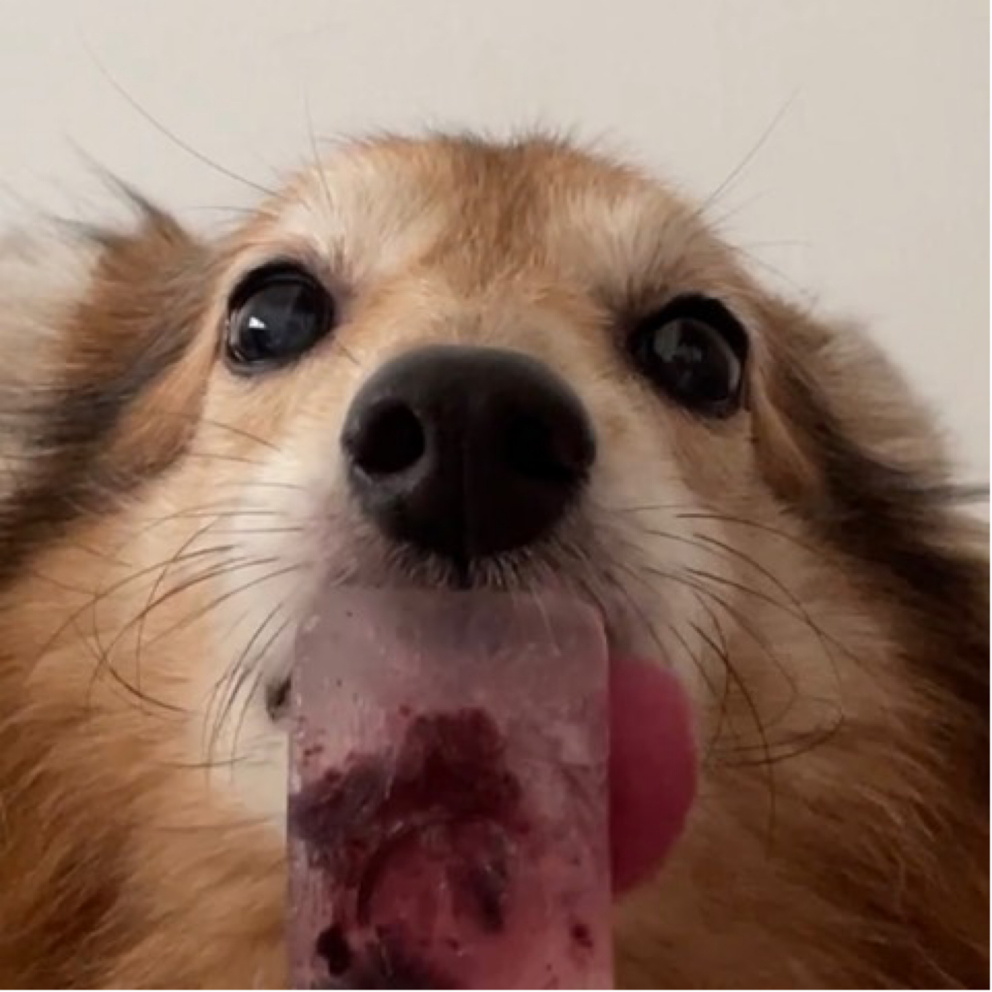 作者名称