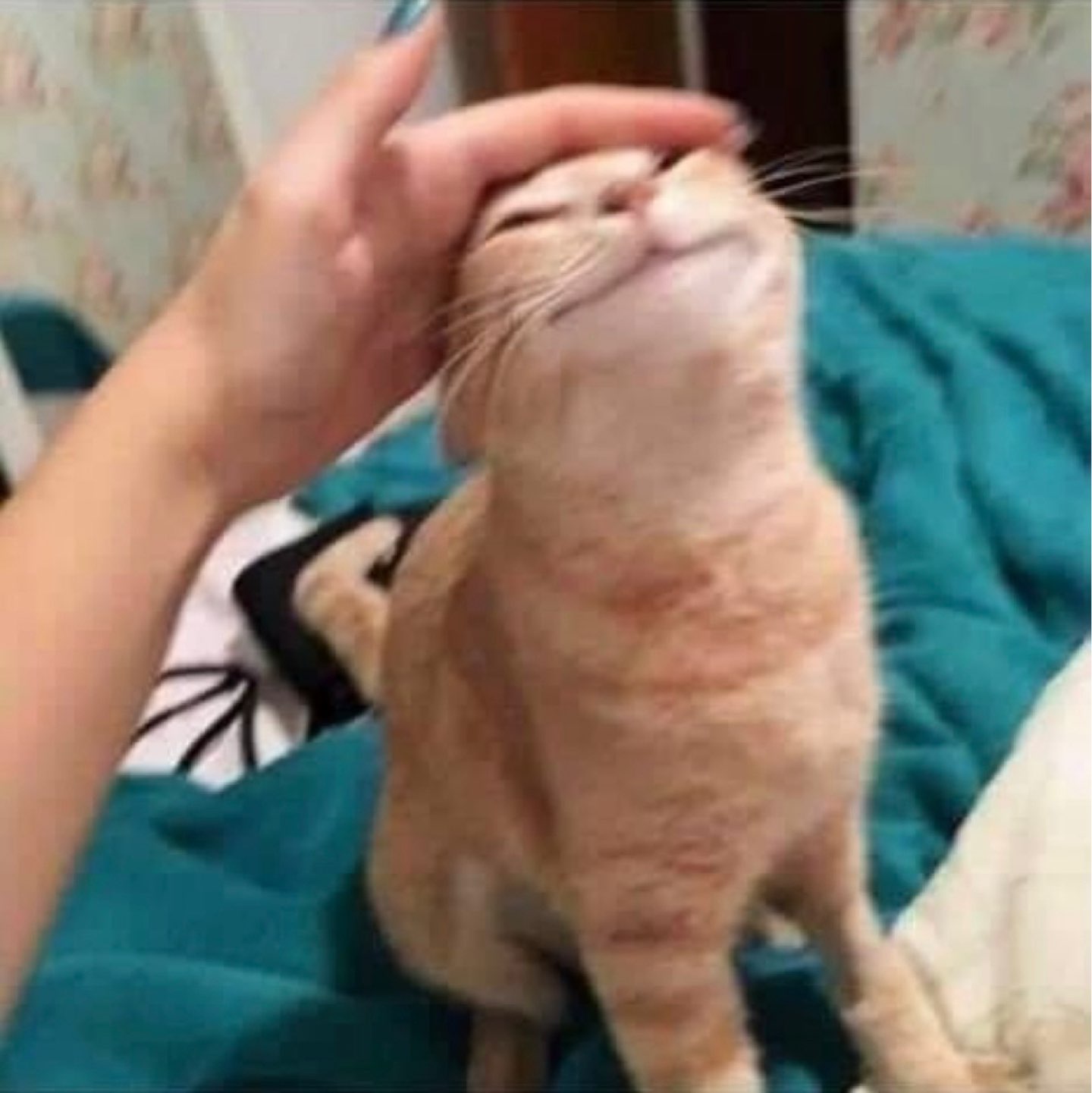 作者名称