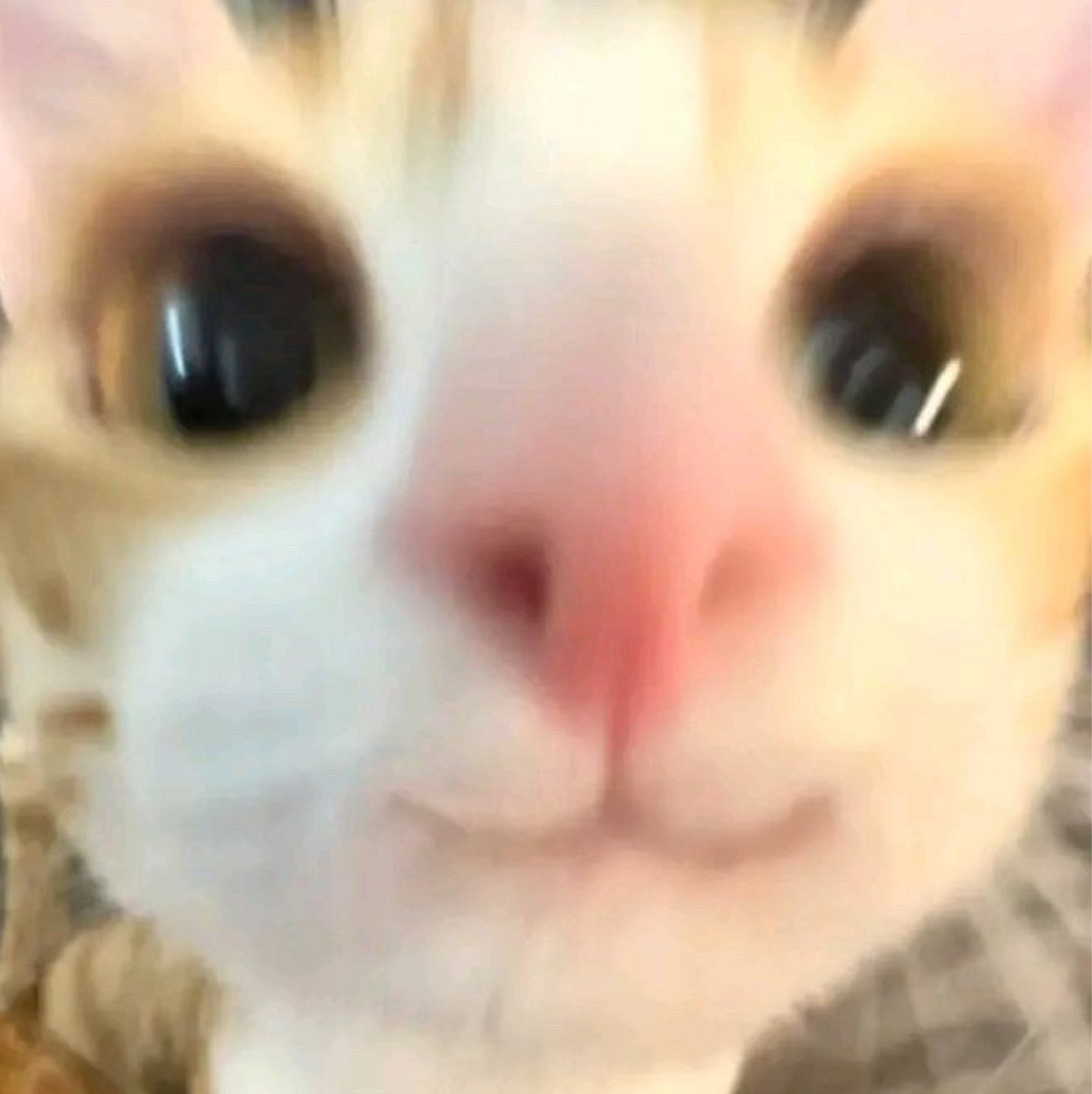作者名称