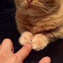 作者名称