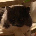 作者名称
